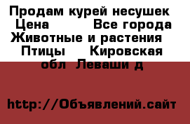 Продам курей несушек › Цена ­ 350 - Все города Животные и растения » Птицы   . Кировская обл.,Леваши д.